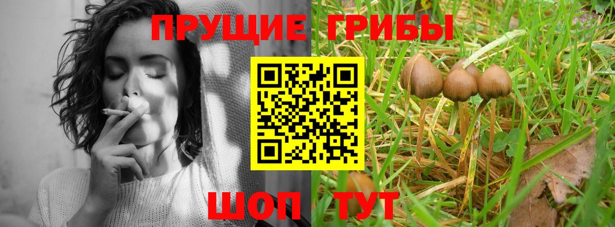 Псилоцибиновые грибы Psilocybe  Вход с VPN  Коммунар 